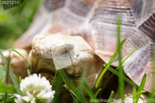 Image of African Spurred Tortoise