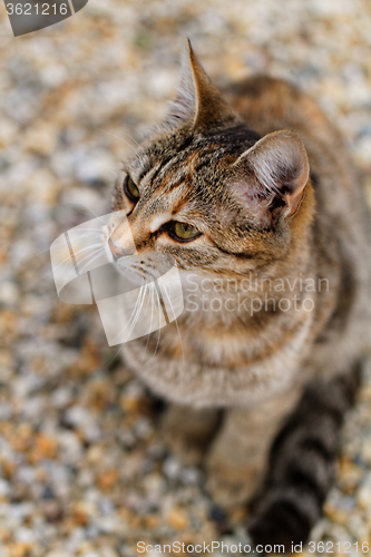 Image of Brown cat