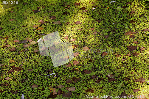 Image of Duckweed