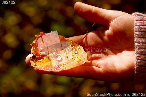 Image of Hand fall leaf