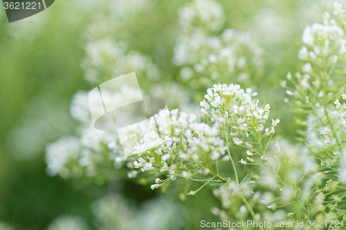 Image of White small flower