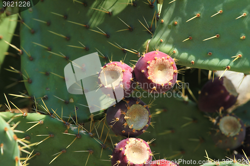 Image of Cactus fruit