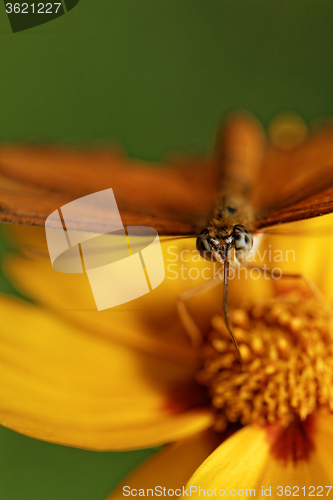 Image of Orange butterfly