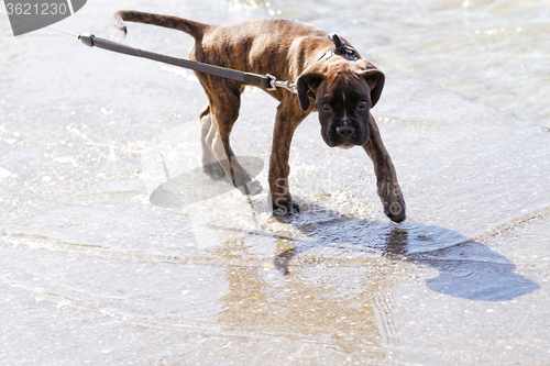 Image of Boxer dog