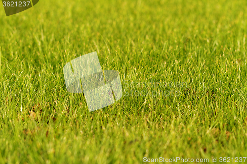 Image of Green grass