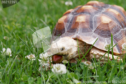 Image of African Spurred Tortoise