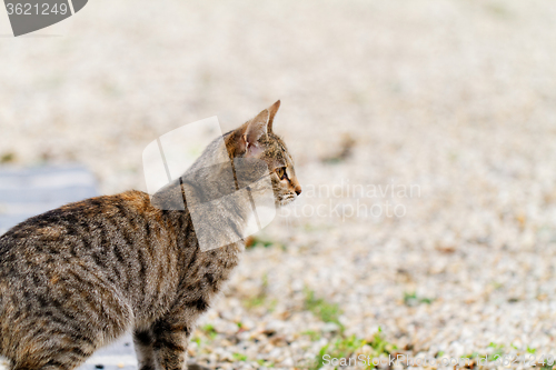 Image of Brown cat