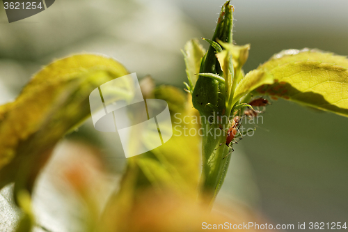 Image of Red aphid