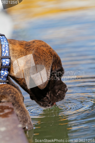 Image of Boxer dog