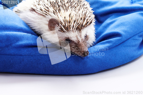 Image of Cute hedgehog