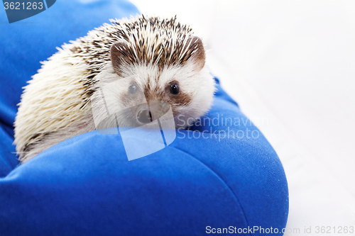 Image of Cute hedgehog