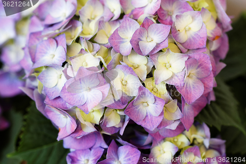 Image of Hydrangea