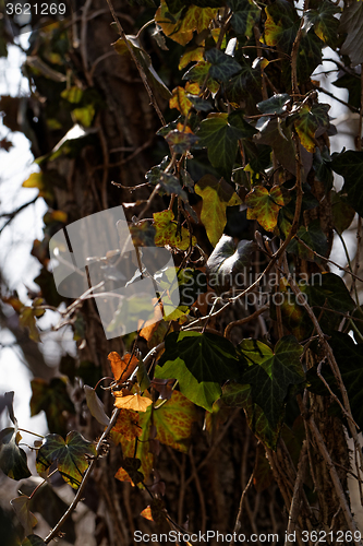 Image of English ivy