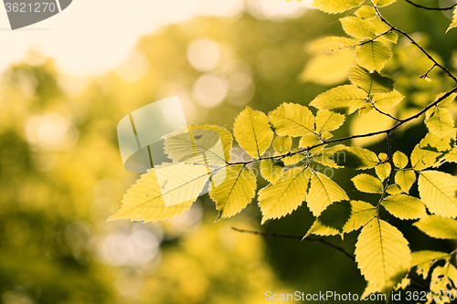 Image of Green leaf