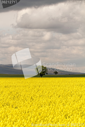 Image of Colza field