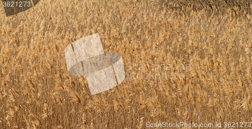 Image of Wheat field