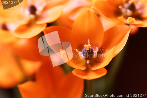 Image of Orange flower