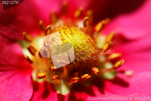 Image of Strawberry flower