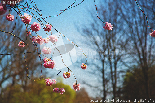 Image of in london   park the pink tree and blossom flowers natural