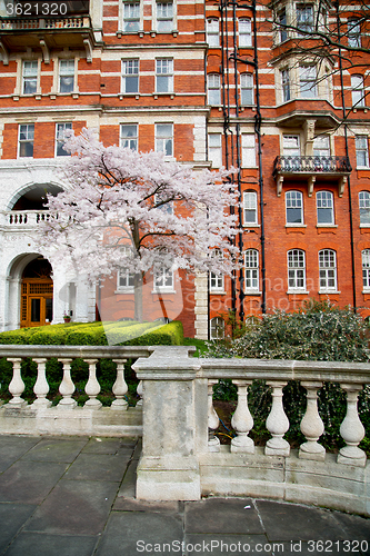 Image of tree  window in europe london  red brick wall     and      histo