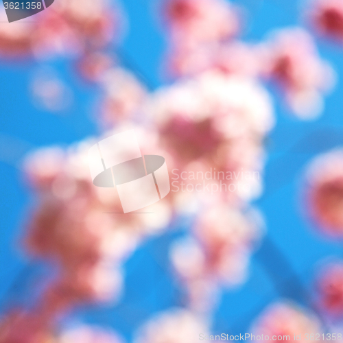 Image of in london   park the white   tree and blossom flowers natural