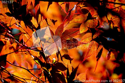 Image of Maple leaves