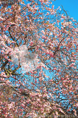 Image of in london park  