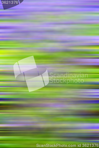 Image of purple in london yellow flower field nature and spring