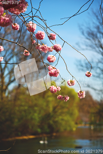 Image of in london   park the pink tree and blossom flowers 