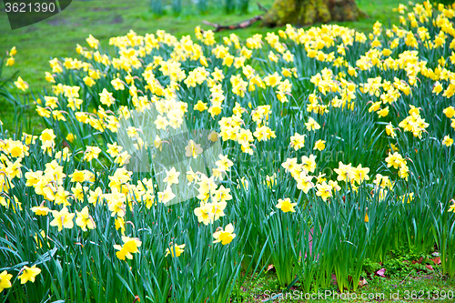 Image of in london yellow flower  nature and spring