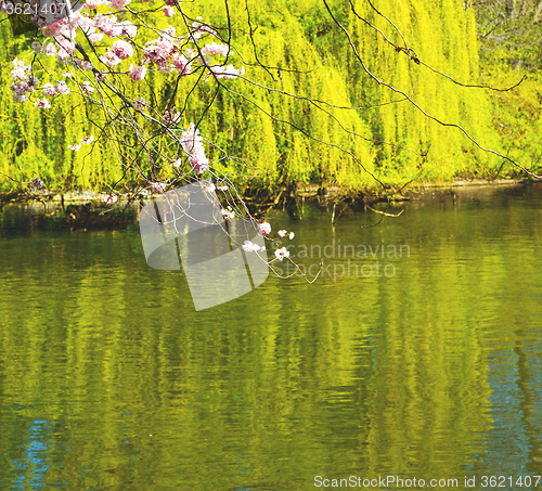 Image of in london   park the pink tree and blossom flowers natural
