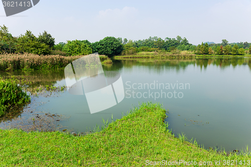 Image of Forest and lake