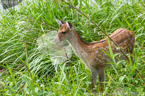 Image of Roe deer on the meadow grass