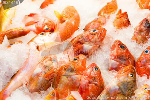 Image of Red snapper fish in market