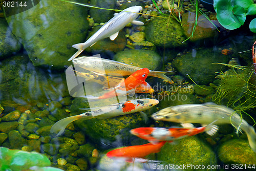 Image of Koi