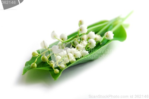 Image of Lily-of-the-valley on white