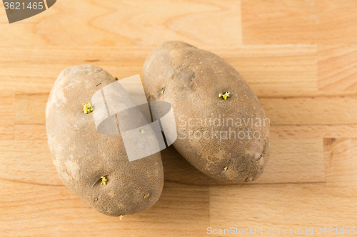 Image of Sprouting seed potatoes 