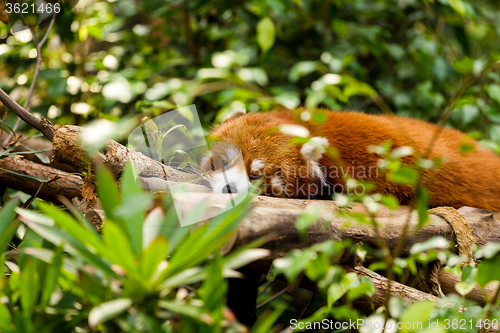 Image of Sleepy Red Panda