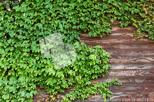 Image of Green creeper over the wooden plank