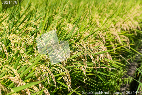 Image of Paddy field