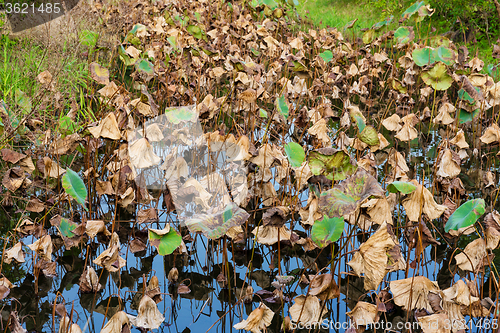 Image of Wilt lotus in pond 