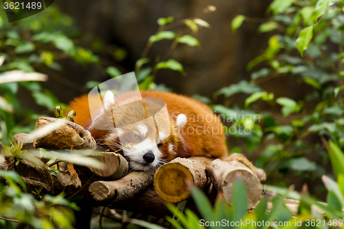 Image of Red panda sleeping on the tree