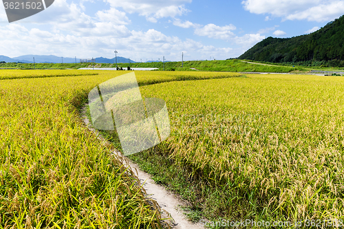 Image of Foorpath between the paddy rice meadow