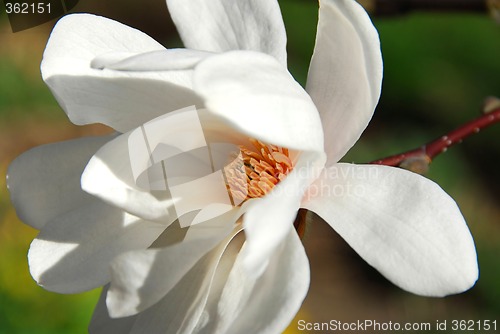 Image of Magnolia flower