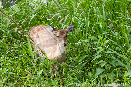 Image of Sika deer