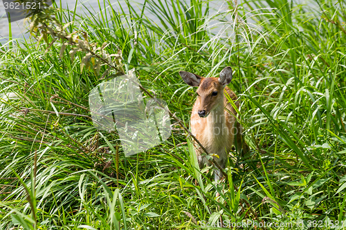 Image of Sika deer