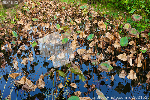 Image of Dead of lotus