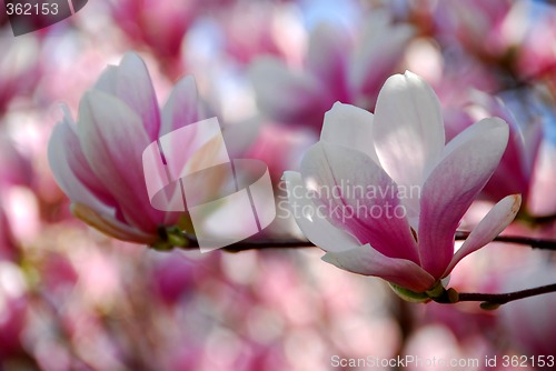 Image of Magnolia flowers