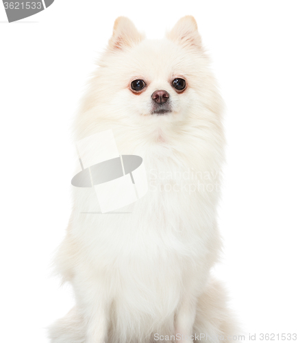 Image of Pomeranian dog sitting on isolated background