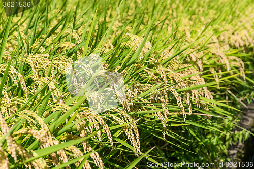 Image of Paddy rice